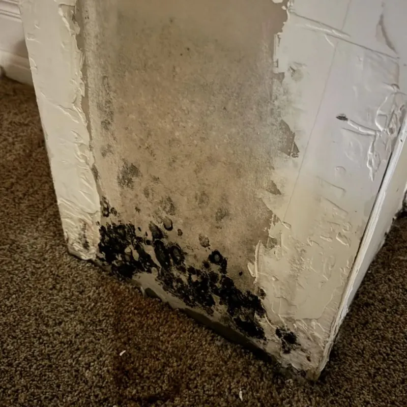 Professional Mold Removal in Crab Orchard, WV